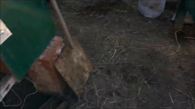 Строкач, Немецкий Пестрый великан в 2 месяца