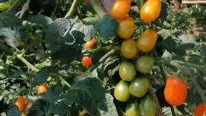 Одат помидор