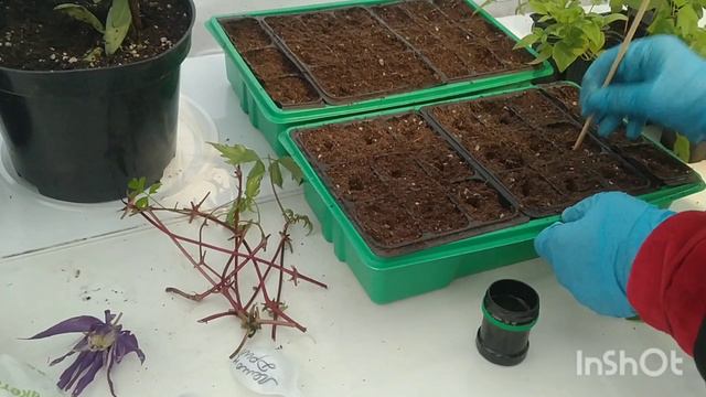 КЛЕМАТИСЫ. ОСЕННЕЕ ЧЕРЕНКОВАНИЕ КЛЕМАТИСОВ 🌺🤗