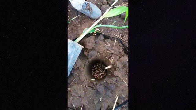 Aplicación de fertilizante de liberación controlada SUMICOAT - VIVERO DE PALMA смотреть онлайн