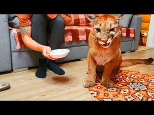 Пуму Месси накормили кислятиной.