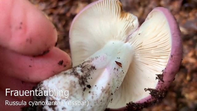 Pilze im August | 20.08.2019 | Endlich wieder Sommersteinpilze! смотреть онлайн