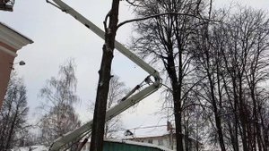 Спил дерева частями Автовышка плюс Арборист