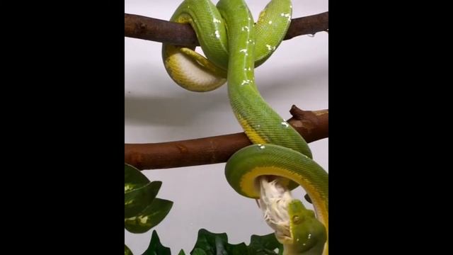 Зеленый питон, древесный питон Morelia viridis
