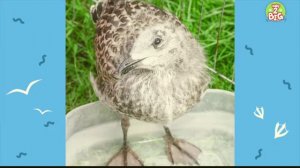 Птенец чайки на английском.  The Baby seagull