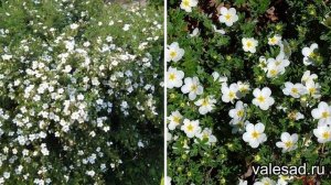 ЭТОТ КУСТАРНИК НАСТОЯЩАЯ НАХОДКА ДЛЯ ЛЕНИВОГО САДА! Цветет все лето, неприхотливый и морозостойкий.