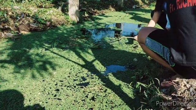 HOW TO CULTIVATE AZOLLA | RHODE ISLAND RED | FREE RANGE CHICKEN | PAT'S BACKYARD смотреть онлайн