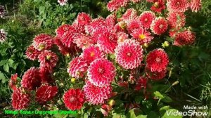 Георгин сорта Мистер Oптимист / dahlia Mister Optimist