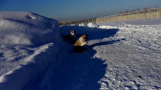 Щенки среднеазиатской овчарки смотреть онлайн