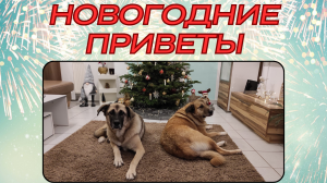 Новогодние приветы для праздничного настроения!