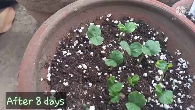 Grow And Care Roselle Herb From Seed In Pakistan | Hibiscus Sabdariffa | Rare Garden | Urdu/हिंदी | смотреть онлайн