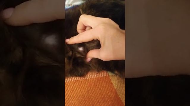 Пупочная грыжа у котов. У нас у обоих грыжа. смотреть онлайн