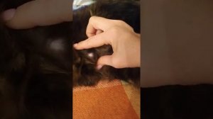 Пупочная грыжа у котов. У нас у обоих грыжа.