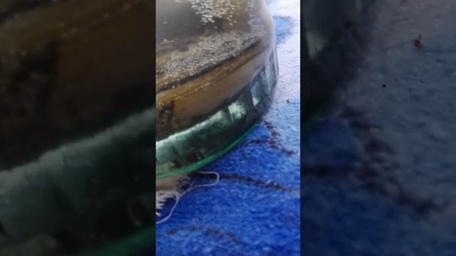 речные мидии в банке (живые) смотреть онлайн