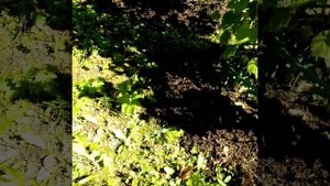 ПОДГОТОВКА КУСТОВ ЧЁРНОЙ СМОРОДИНЫ К ЗИМЕ