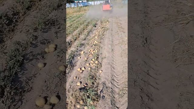 Копаємо картоплю. Копалка А-ЛЯ Wirax. 20 серпня 2023 року. смотреть онлайн