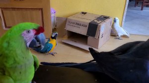 Попугаи и коробочка.
