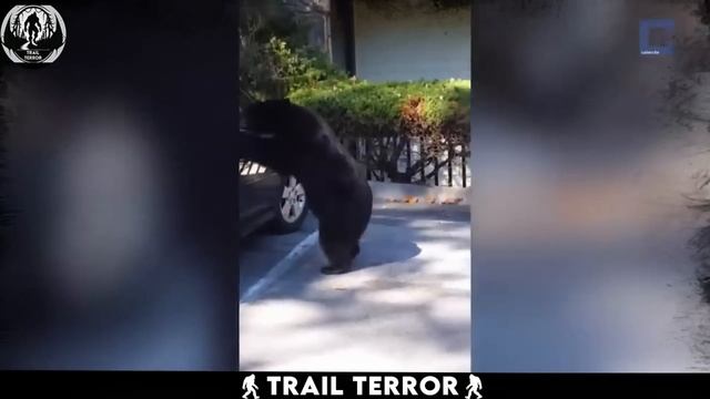 Disturbing Capture on 2024 Trail Cam Footage смотреть онлайн