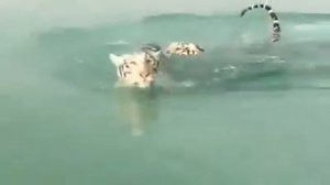 Белые тигры купаются в море
