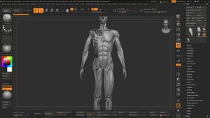 03_на сколько глубоко нужно знать анатомию для создания #3d_персонажей
