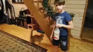 Online выставка домашних животных