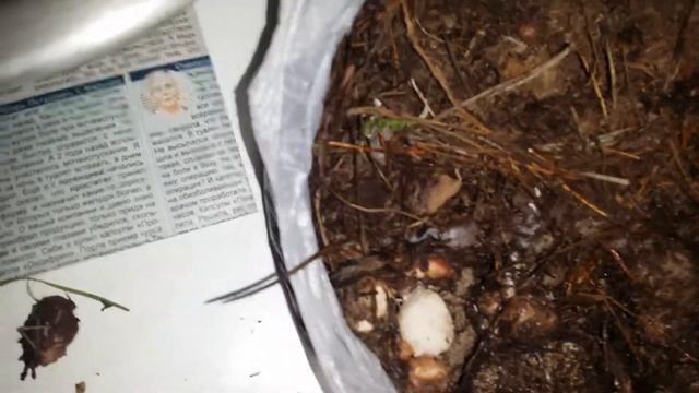 бредовая идея?хочу вырастить маслята смотреть онлайн