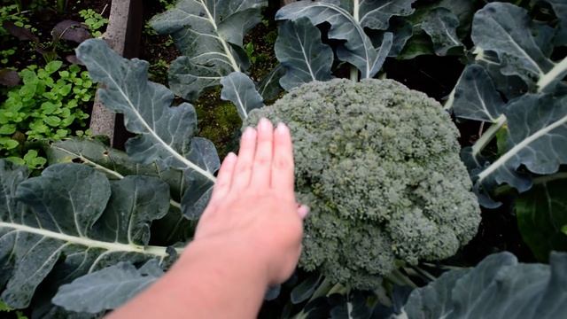 Красивые цветы в сентябре! Что цветет в сентябре. Сад в сентябре, цветники осенью! смотреть онлайн