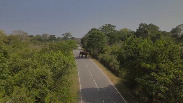Встреча со слоном. Дорога через национальный парк Яла. Шри-Ланка ?? (Sri Lanka, ශ්රී ලංකා)