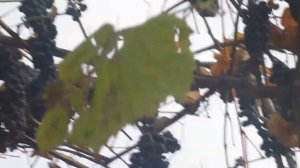 Видео сорт винограда Альфа.