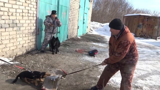 Защитный раздел с маленькой собачкой.
