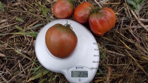 Сорт томата “Бычье сердце черное“