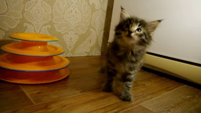 Норвежский лесной котенок Jordan On Fashion Peak, 6 недель смотреть онлайн