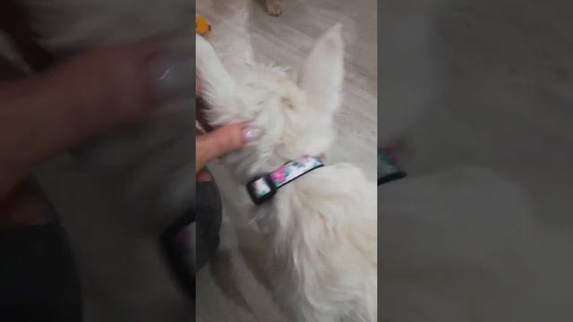 современная зубная Фея дарит подарки. смотреть онлайн