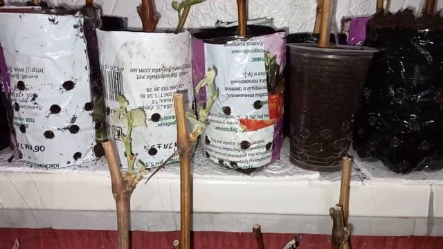 спасал виноград от закисления почвы листья увядали темнели сохли перес смотреть онлайн