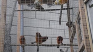 Канарейки краснодерёвые 2015