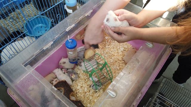 ЕХАЛИ ЗА ХОМЯКОМ А КУПИЛИ БЕЛКУ смотреть онлайн