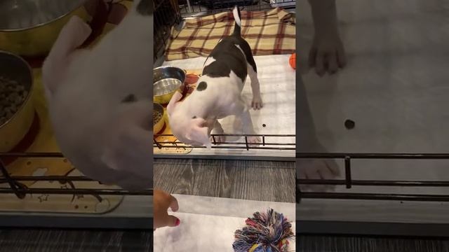 AMSTAFF PUPPY  FIRST " NO" WORKOUT  1 MONTH- ПЕРВОЕ "НЕЛЬЗЯ" ЩЕНОК АМСТАФФА 1 МЕСЯЦ