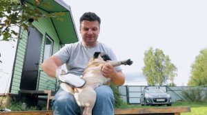 Осень -  пора вычесывать мопса!