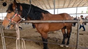 OT BOZOR! HORSE MARKET! КОННЫЙ РЫНОК! MERCADO ECUESTRE!