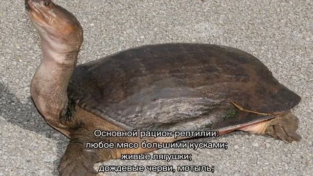 Трионикс черепаха — чем питается мягкотелая рептилия и где обитает смотреть онлайн