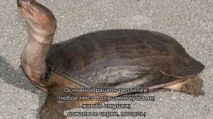 Трионикс черепаха — чем питается мягкотелая рептилия и где обитает