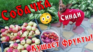 Собачка,, Синди" кушает фрукты