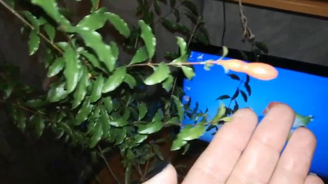 Подкормка для граната???????? смотреть онлайн