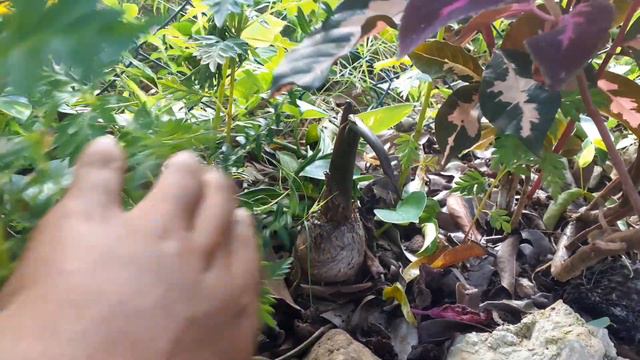 The Purple Alocasia Is Getting Huge! | Growing Giant Elephant Ear Plants