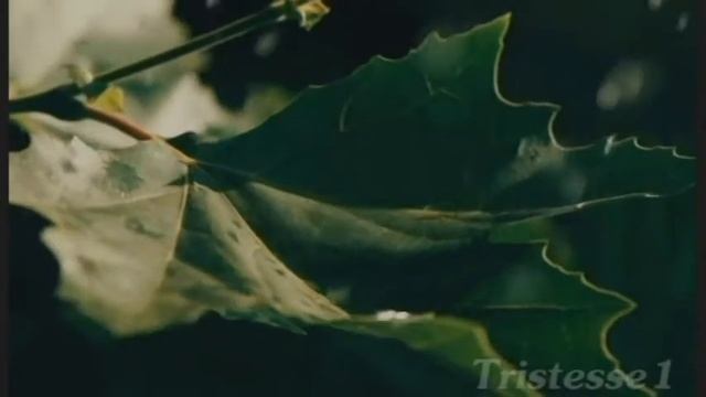 FLAMENCO Y LO HEMOS ACOMPAÑADO DE UN TANGO FLAMENCO смотреть онлайн