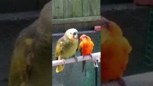 Попугай обиделся на жену