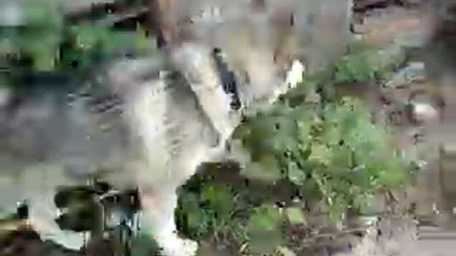 Маламут Мишка (Рембо), приют Ржевка. 17 августа 2010 смотреть онлайн