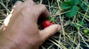 Сорт клубники Шарлотта