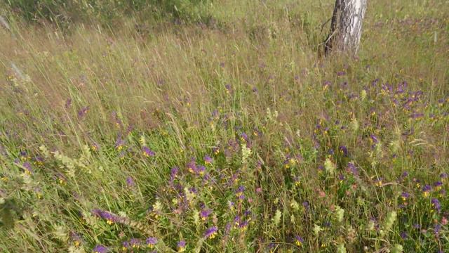 Лес в конце июня, река Кивчей, природа, Дёмина Поляна смотреть онлайн