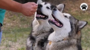 Маламут, правильное содержание и уход